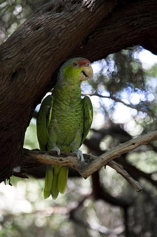 124 Arizona-Sonora Desert Museum, Parkiet.jpg